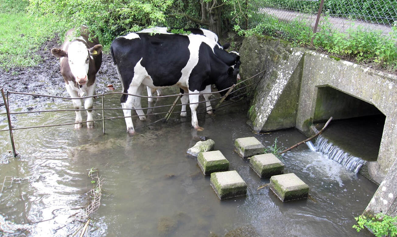 Picture of cows in the River Darent in Westerham near the source of the River