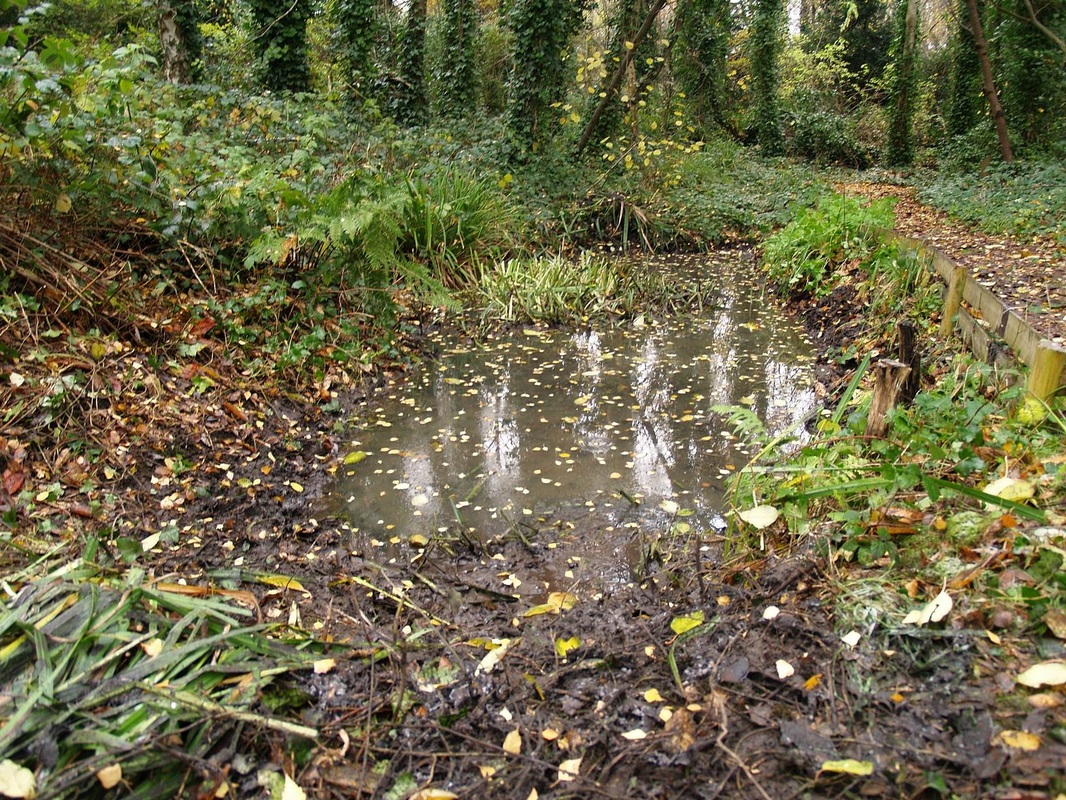 Evidence of Bollo Brook can often found be upstream in a pool of water in some land encased within a triangle of railway lines in the Gunnersbury Nature Reserve.