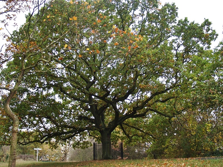 The tree that replaced Elizabeth 1's 