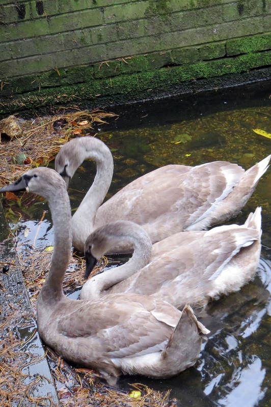 Cygnets in the River Lea Wheathampstead