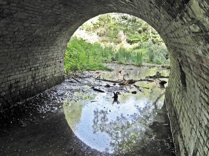 Lost Rivers of Hampstead guided walk of London exploring the rivulets &  ponds on the Heath