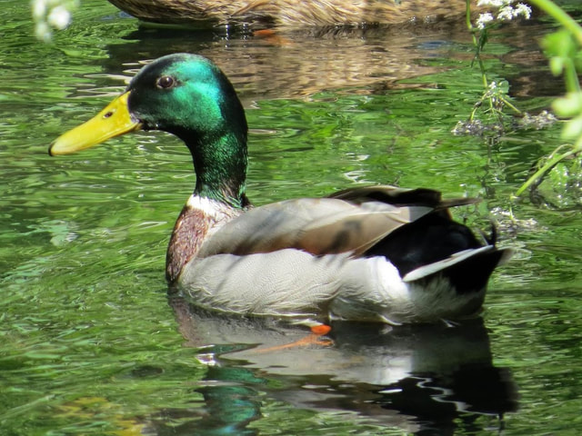 A duck in the Yeading Brook along the Yeading Walk  at the Open Space in North Harrow