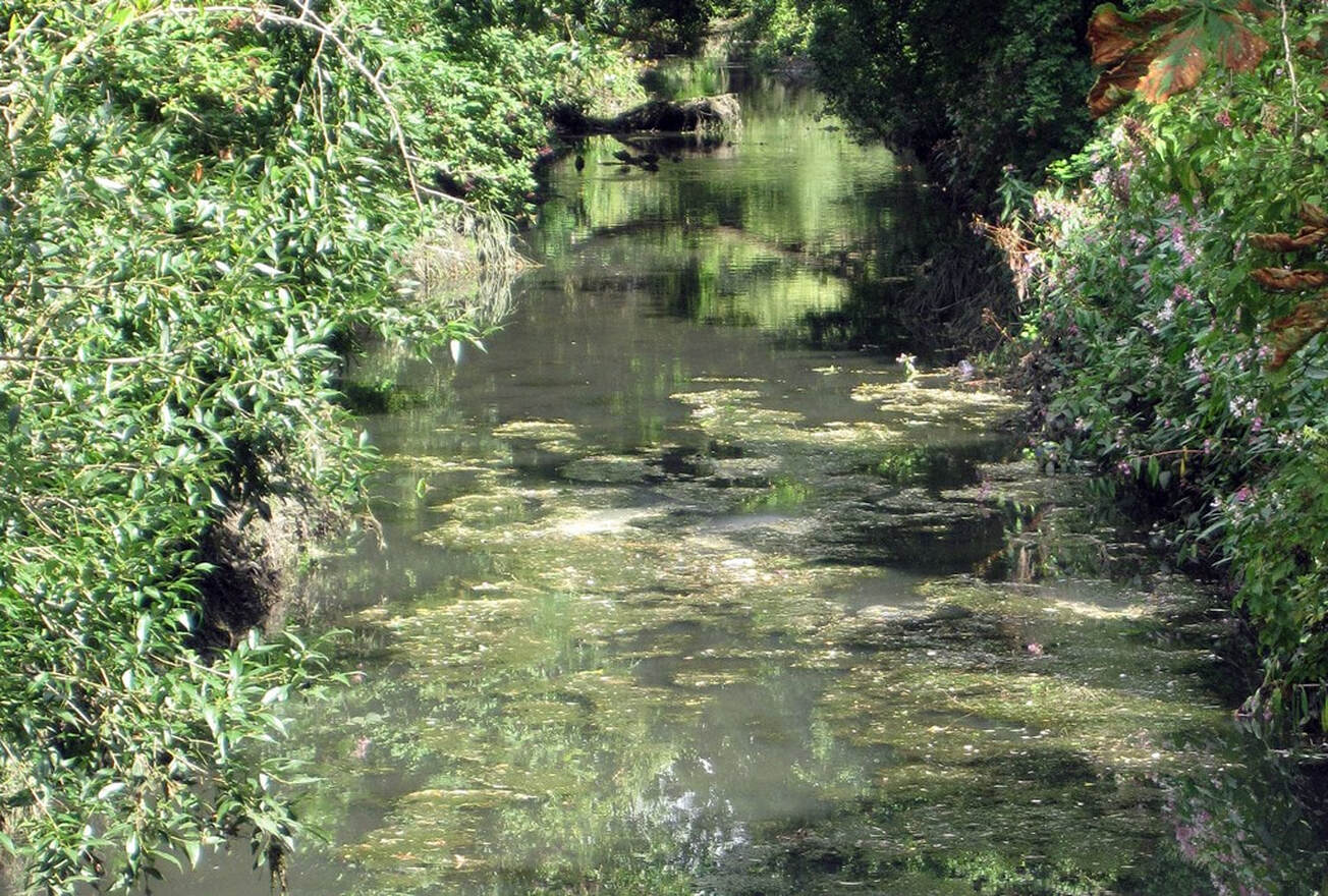 Picture of  Lesser Known River of London, The Silk Stream in Rushgrove Park, Hendon, NW9